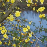 ウグイスの初音を聞いた日　3月20日。