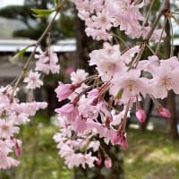 桜が満開　信州木曽