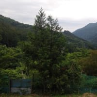 令和7年6月7日・今朝の東祖谷17℃（18.0℃）