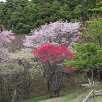 春蘭と庭の草花と里山の風景と少し洋らんの花