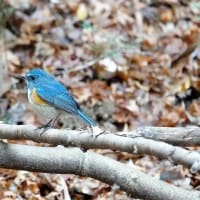 06/20探鳥記録写真：２０２５年１月に出会った鳥たち①
