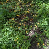 6月15日うどん旅の帰りに畑　オクラ　さつま芋の苗追加　梅収穫