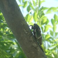 2025年の蝉の初鳴きと梅雨