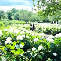 アジサイたち、ちょっと元気がないかな～相模原北公園で