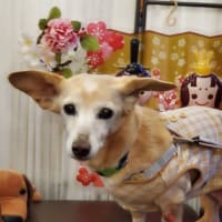 りんを見送りました