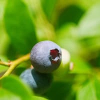 ささやかな三つの愉しみ夏野菜