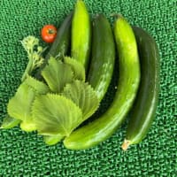 昼のお散歩は木陰がいっぱいの南郷上ノ山公園へ