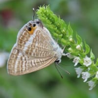 アオジソ（青紫蘇）の花に集う蝶