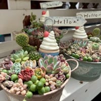 大きめリメ缶の贅沢寄せ植え　他 2025夏森 Zakkaの森作品紹介