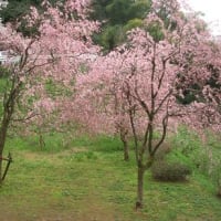 桜、満開♪