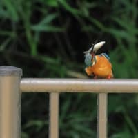 カワセミ！（２）《 カワくんは子育てに忙しいのだ 》