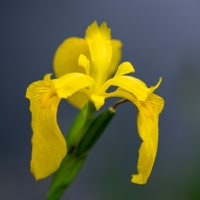 黄菖蒲