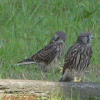 「チョウゲンボウ幼鳥・初めての散歩」
