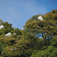 木の上のサギ