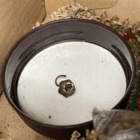 シクラメンの種