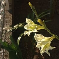 幻と、トリスティス