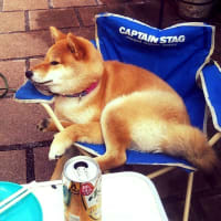 柴犬