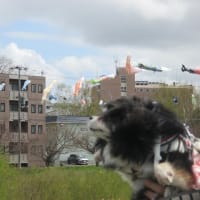 🌸さくらと鯉のぼり