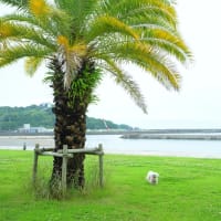 海辺の公園でお散歩しました。