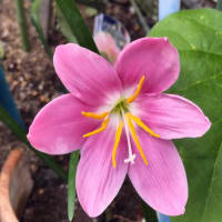 ピンク色の花壇と　朝顔にネットを張りました