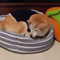 クリンへの想いは尽きなくて・・・292