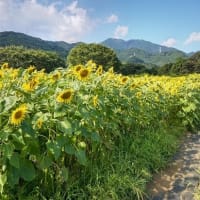 県立秦野戸川公園のヒマワリ