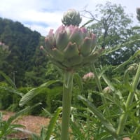 六月の薬用植物園は香りの劇場・・・