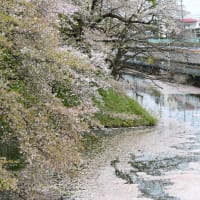 城下町の桜、花筏と新幹線。