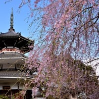 ８年前.奥千本からの吉野山は見事でした❣️