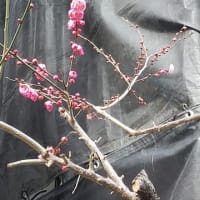 高尾山