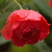 雨の日の近くの花畑