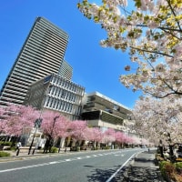 柏の葉キャンパス駅前の八重桜並木