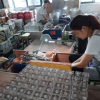 クリスタル（風）ガラス工場視察
