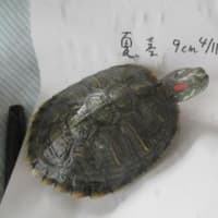 底面濾過にして水がきれいになりました