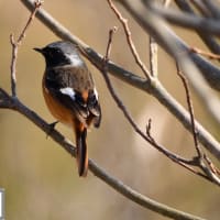 野鳥撮影パート4