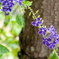 久しぶりの更新・・朝の公園でリスアカネ他