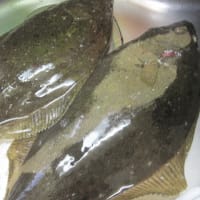 ヒラメ…