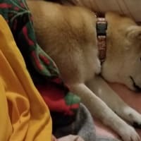 クリンへの想いは尽きなくて・・・299