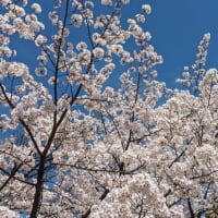 見納めの桜。