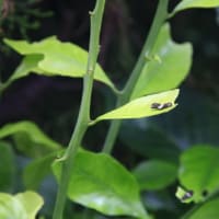 庭木、雑草が繁茂する我が家へ帰る