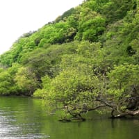 水温み緑映す琵琶湖