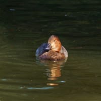 近くの池で絶滅危惧種のホシハジロ♀に出遭った　Tokyo