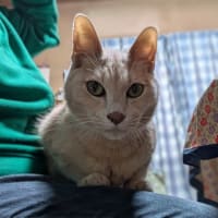食事中は