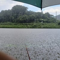 印旛沼(6月5日)捷水路雨上がり釣行！