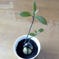 急成長！