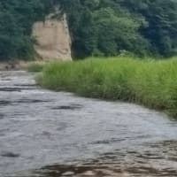 広瀬川鮎釣り解禁