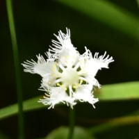 花散策～アケボノソウ他