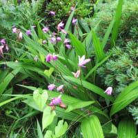 猛暑の日々は青と紫の花で涼む