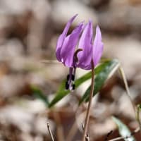 シュンランそしてカタクリの花