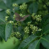マユミの花